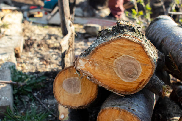 How Our Tree Care Process Works  in  Rock Springs, NM